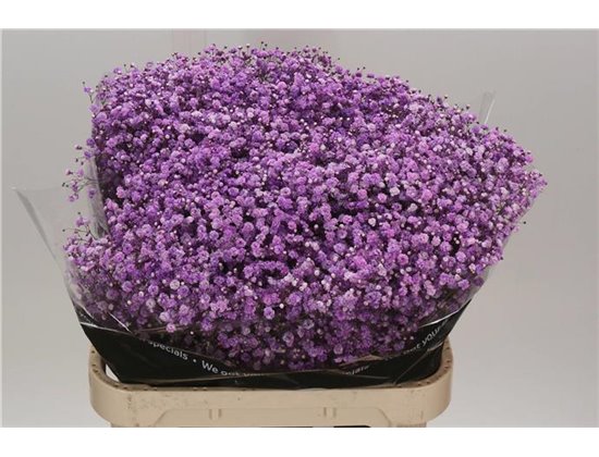 Gipsofila Dyed Hot Pink c1117