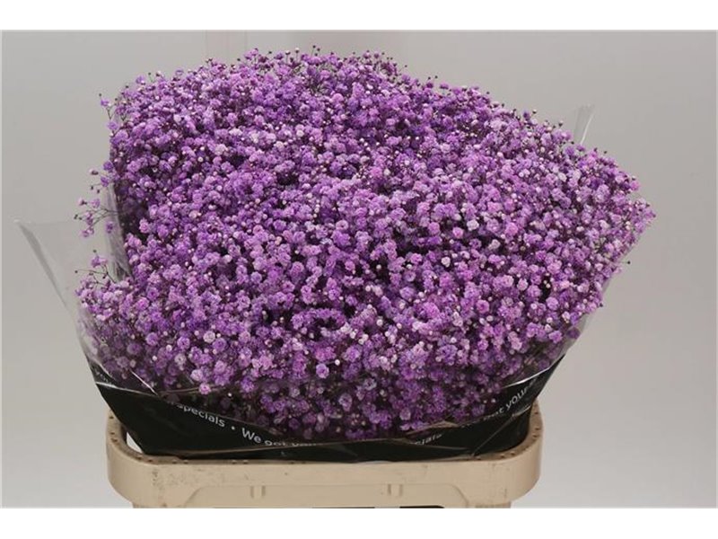 Gipsofila Dyed Hot Pink c1117