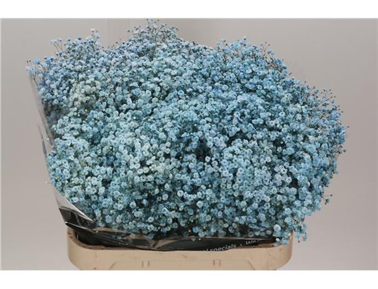 Gipsofila Dyed Pale Blue c1122
