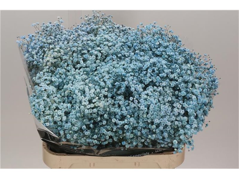 Gipsofila Dyed Pale Blue c1122