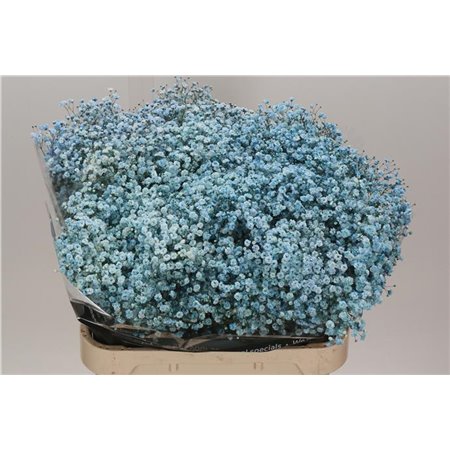Gipsofila Dyed Pale Blue c1122