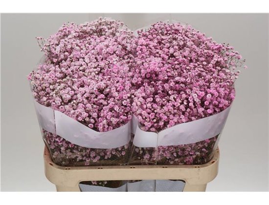 Gipsofila Dyed Pale Pink c1123