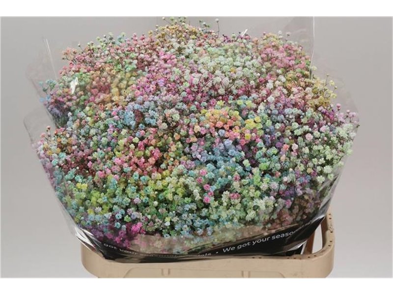 Gipsofila Dyed Rainbow Pastel c1124