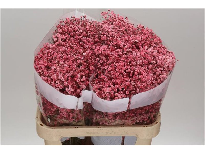 Gipsofila Dyed Red c1125