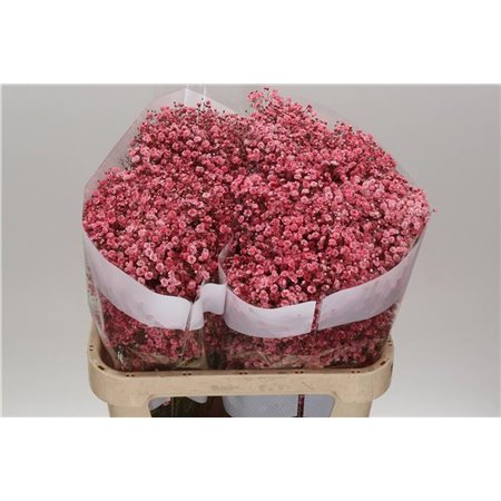 Gipsofila Dyed Red c1125