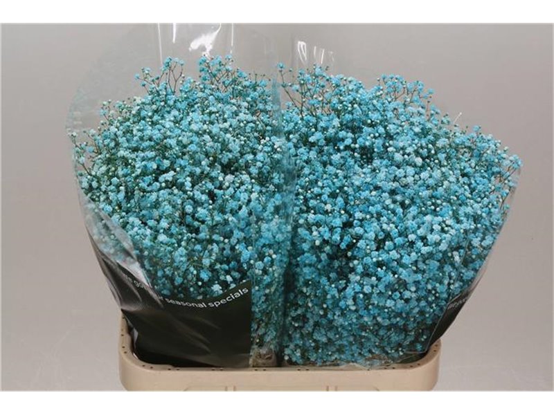 Gipsofila Dyed Turquoise c1126