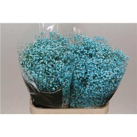 Gipsofila Dyed Turquoise c1126