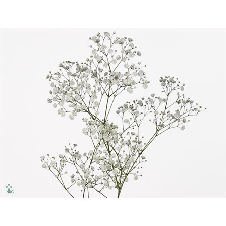 Gipsofila Pa Overtime Ec c1130