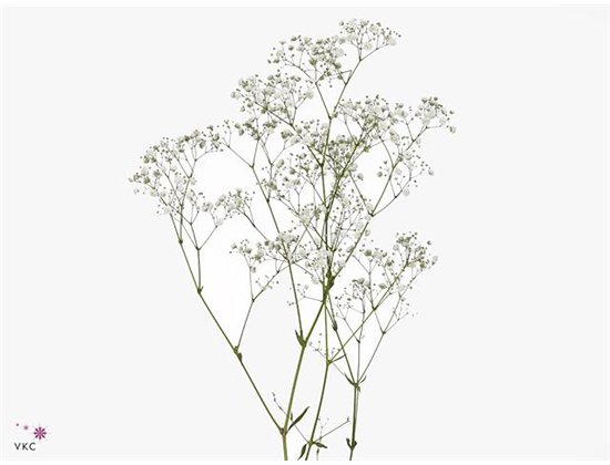 Gipsofila Pa Xlence Ec 25 Tropical Acres c1135