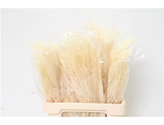 Gipsofila Pa Xlence Ec 30 c1137