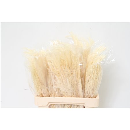 Gipsofila Pa Xlence Ec 30 c1137