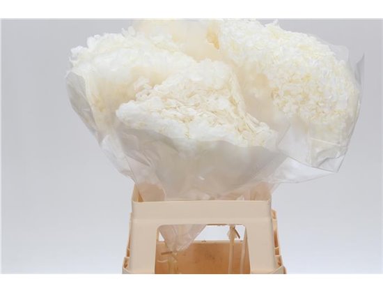 Hortenzija Bleached Anna White c1157