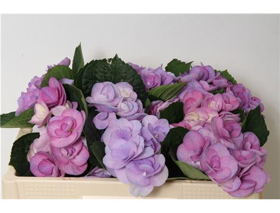 Hortenzija M Beau Papillon (paars) c1158