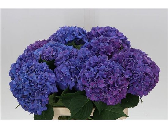 Hortenzija M Beau Papillon (paars) c1159