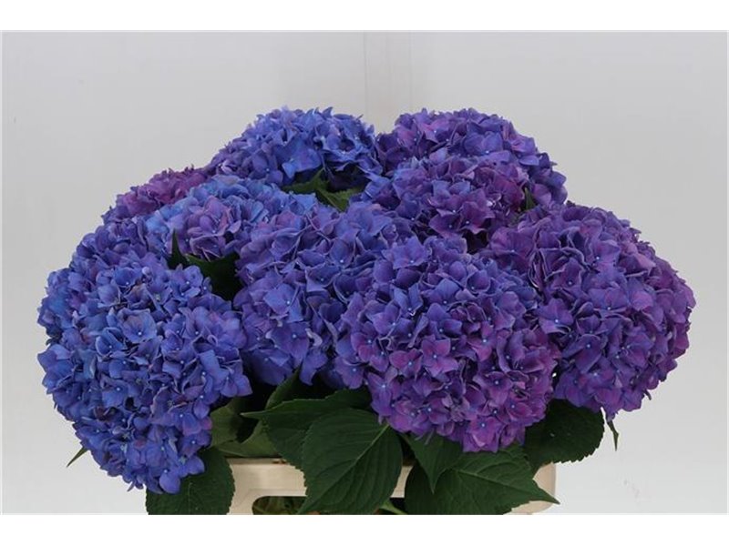 Hortenzija M Beau Papillon (paars) c1159