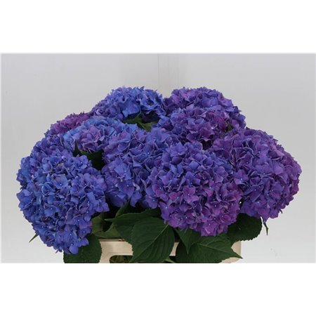 Hortenzija M Beau Papillon (paars) c1159