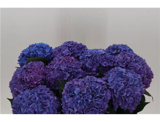 Hortenzija M Ch Rodeo Purple c1160