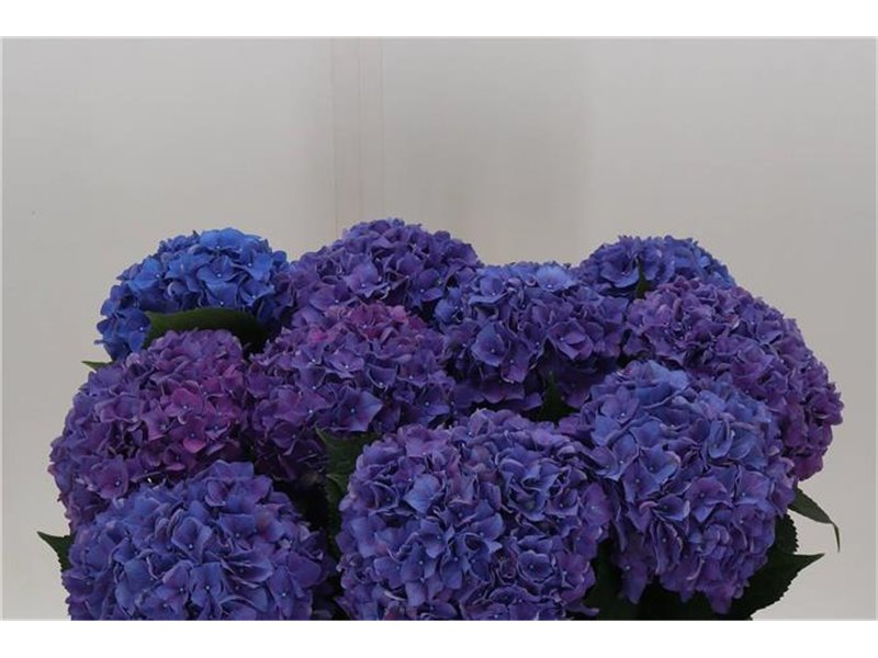 Hortenzija M Ch Rodeo Purple c1160