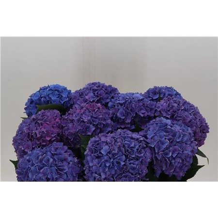 Hortenzija M Ch Rodeo Purple c1160