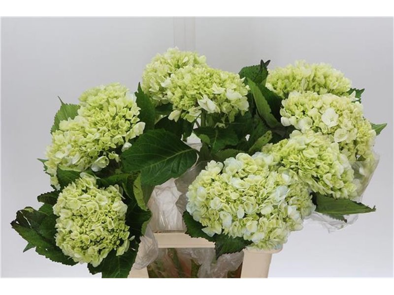 Hortenzija M Lima c1161