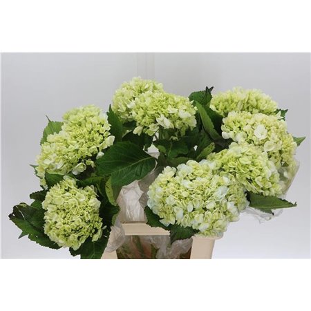 Hortenzija M Lima c1161