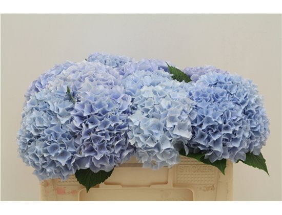 Hortenzija M Lima c1162