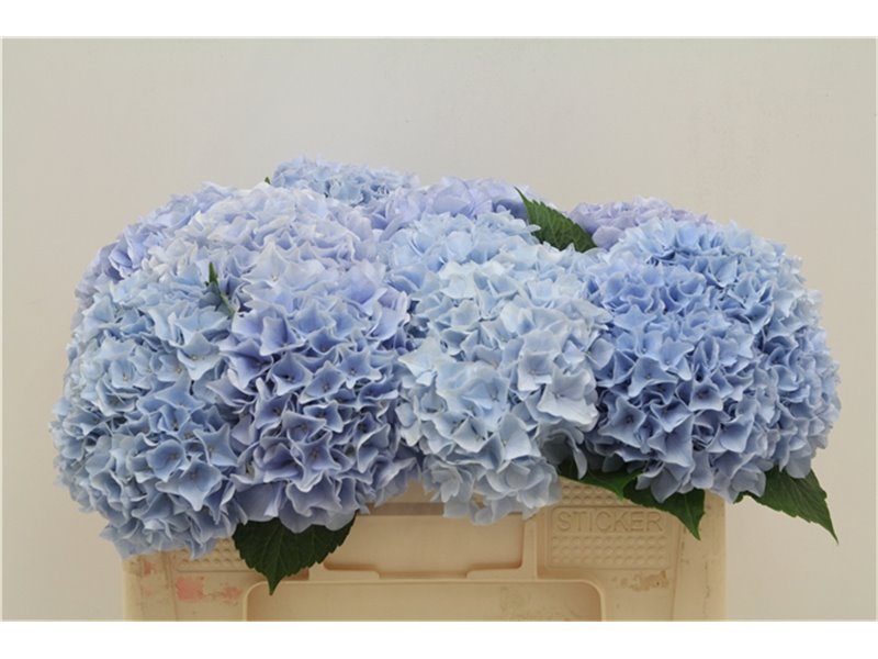 Hortenzija M Lima c1162