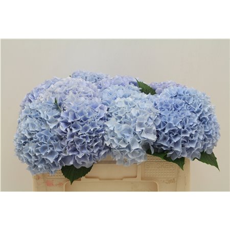 Hortenzija M Lima c1162