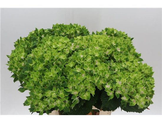 Hortenzija M Mag Pink Floyd Blue c1163