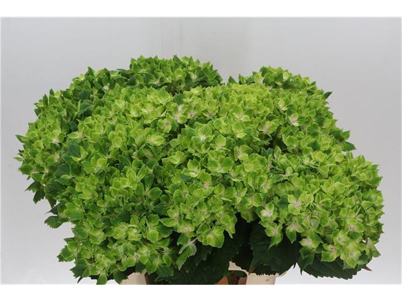 Hortenzija M Mag Pink Floyd Blue c1163