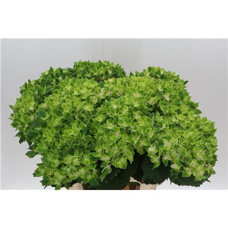 Hortenzija M Mag Pink Floyd Blue c1163