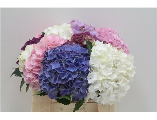 Hortenzija M Mixed c1164