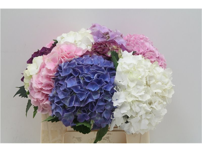 Hortenzija M Mixed c1164