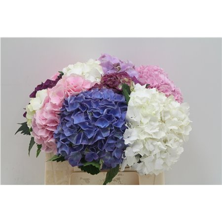 Hortenzija M Mixed c1164