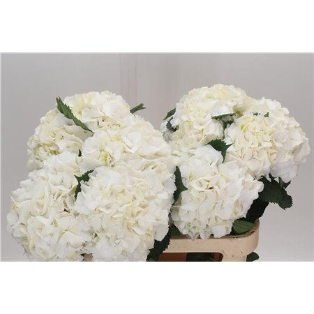 Hortenzija M Mixed c1165