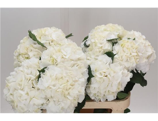 Hortenzija M My Beau Akito c1166