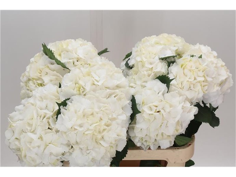 Hortenzija M My Beau Akito c1166