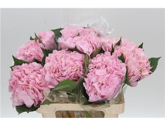 Hortenzija M Pink Progress c1168