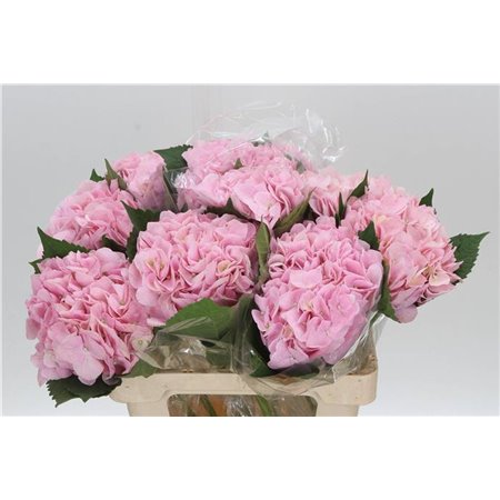 Hortenzija M Pink Progress c1168