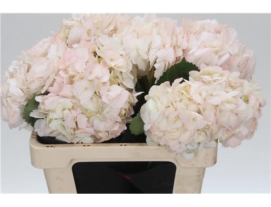 Hortenzija M Pink Tinted c1169