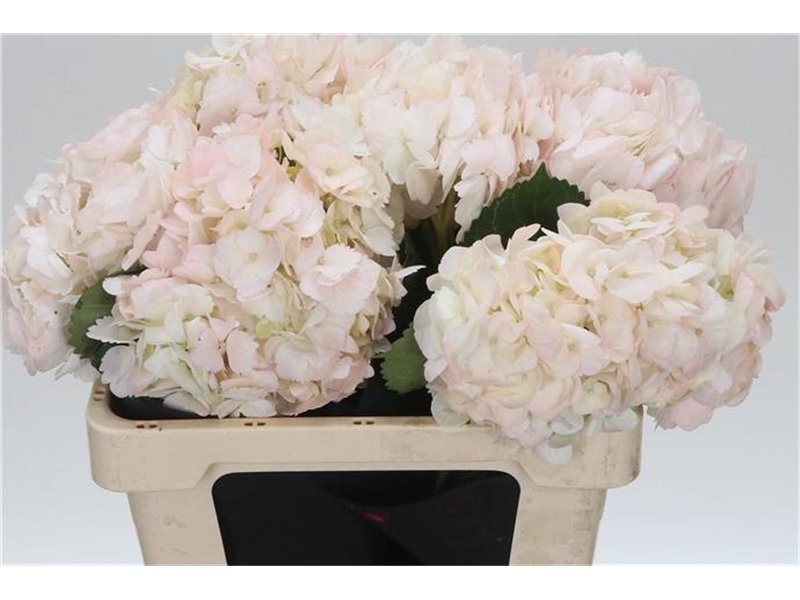 Hortenzija M Pink Tinted c1169