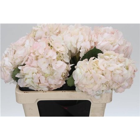 Hortenzija M Pink Tinted c1169