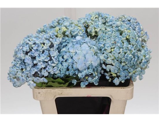 Hortenzija M popcorn c1170