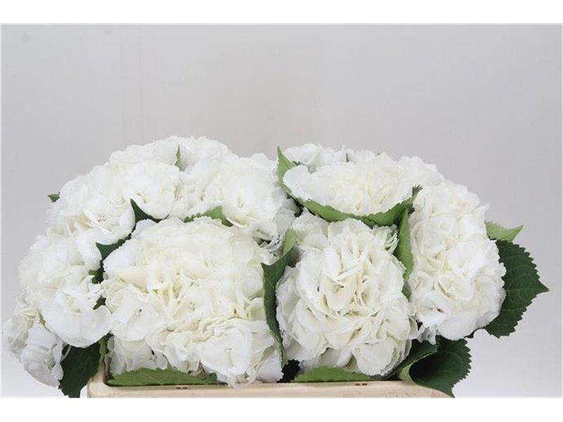 Hortenzija M Schneeball c1173