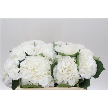 Hortenzija M Schneeball c1173