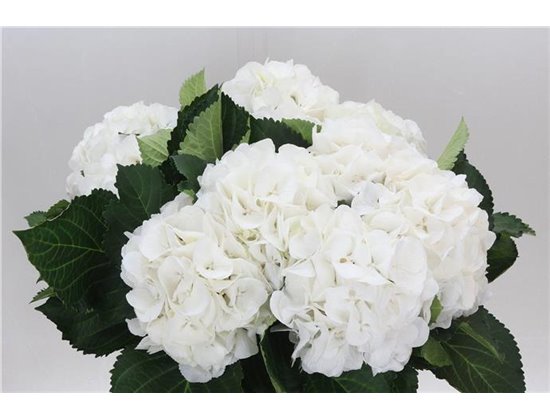 Hortenzija M Schneeball c1174