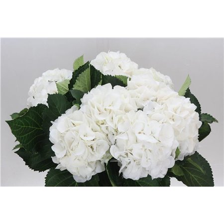 Hortenzija M Schneeball c1174