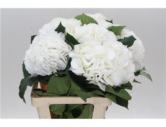 Hortenzija M Schneeball c1176