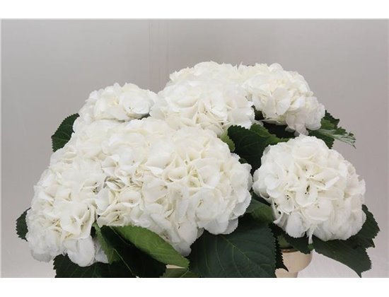 Hortenzija M Schneeball c1178