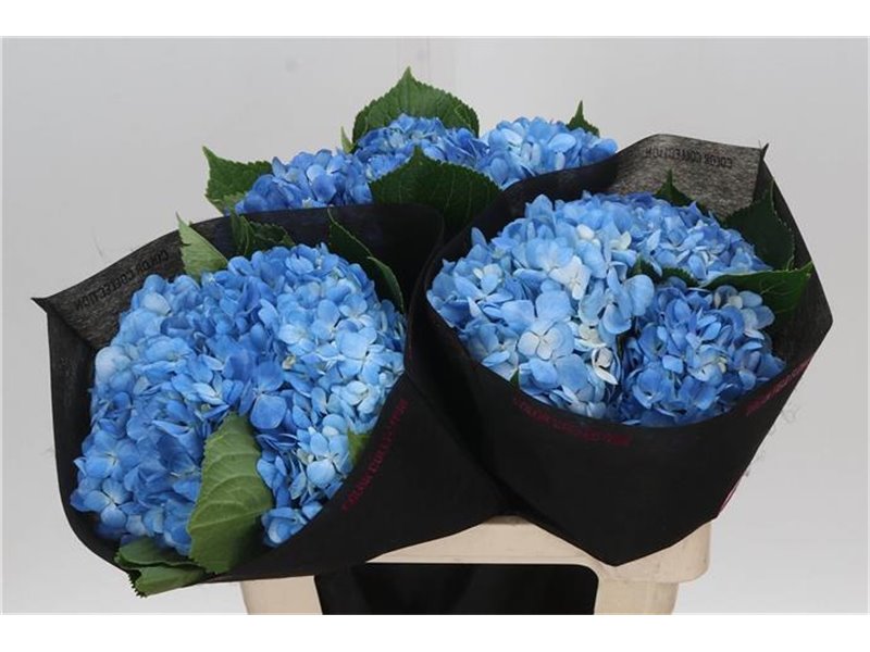 Hortenzija M Shocking Blue c1179